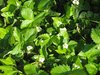 wild strawberry blossoms