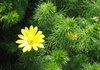 pheasant's eye - adonis