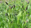 ribwort