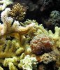 corals 2