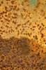 Rusty texture