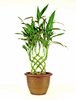 Potted Plant