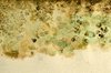 Moldy Art Paper Texture