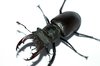 Stag beetle 2