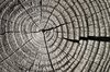 Cracked wood