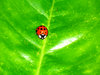 Little Lady Bug