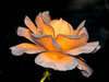 A rose is just a rose