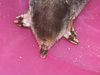 Mole