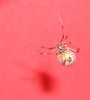 Brown Widow Spider
