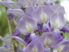 Purple flowers