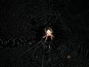 Neat looking spider