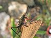 Locust
