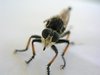 Robber Fly