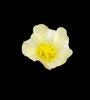 Little Yellow Flower