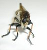 Robber Fly