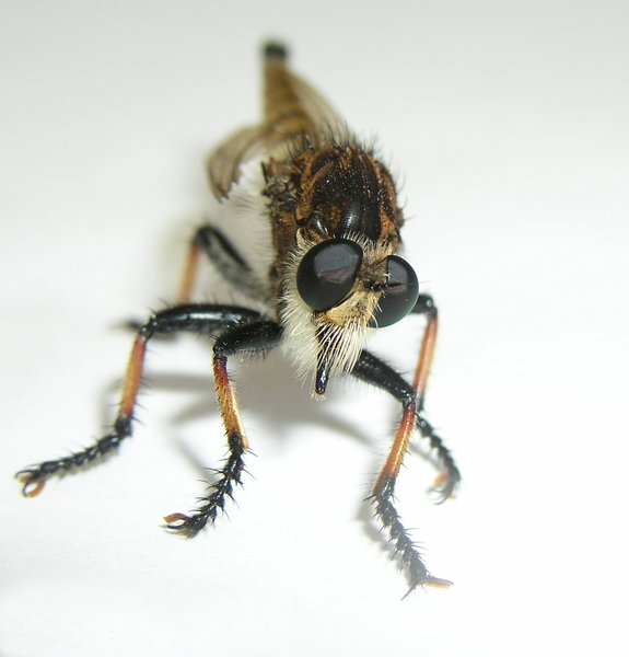 Robber Fly: no idea what this was at the time, but he was neat looking!!! so i had to catch him in a little bowl and then make him pose for me!! not an easy feat when your scared of bugs!!!