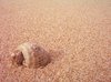 Sand and Shell