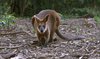 Swamp Wallaby