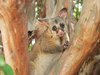 Hello Possum