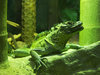 Lizard