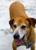 Pet Dog