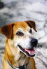Pet Dog