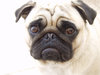 Pug - Indy B