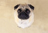 Pug - Indy