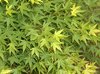 Leaves Green