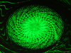 Music visualisation