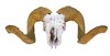 Ram Skull