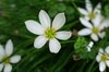Lonely Flower