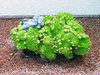 Little trees
