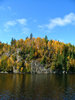 Forest on water