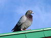 Pigeon