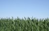 grass