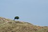 lonely tree