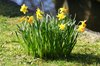 daffodil