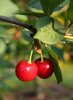 cherries