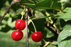 cherries