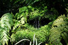 jungle feeling