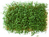 cress