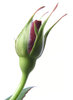 rose bud