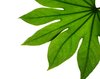 leaf