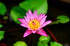 Waterlily 6