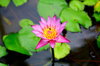 Waterlily 5
