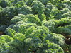 organic curly kale - green cab