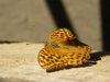 Butterfly 4