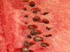 Fruits - melon