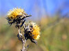 Plants 5